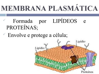 Sistema Tegumentar, célula e tecido.ppt. | PPT