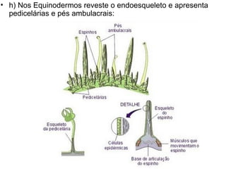 h) Nos Equinodermos reveste o endoesqueleto e apresenta pedicelárias e pés ambulacrais: 