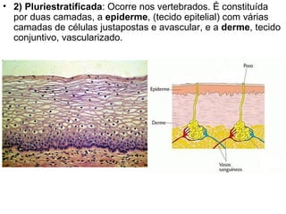 2) Pluriestratificada : Ocorre nos vertebrados. É constituída por duas camadas, a  epiderme , (tecido epitelial) com várias camadas de células justapostas e avascular, e a  derme , tecido conjuntivo, vascularizado. 