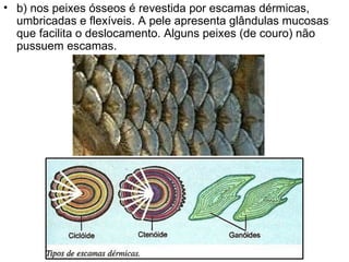 b) nos peixes ósseos é revestida por escamas dérmicas, umbricadas e flexíveis. A pele apresenta glândulas mucosas que facilita o deslocamento. Alguns peixes (de couro) não pussuem escamas. 