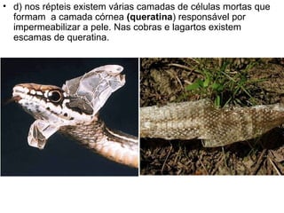 d) nos répteis existem várias camadas de células mortas que formam  a camada córnea  (queratina ) responsável por impermeabilizar a pele. Nas cobras e lagartos existem escamas de queratina. 