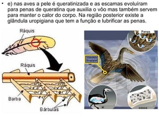 e) nas aves a pele é queratinizada e as escamas evoluíram para penas de queratina que auxilia o vôo mas também servem para manter o calor do corpo. Na região posterior existe a glândula uropigiana que tem a função e lubrificar as penas. 