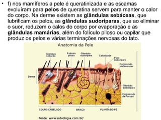 f) nos mamíferos a pele é queratinizada e as escamas evoluíram para  pelos  de queratina servem para manter o calor do corpo. Na derme existem as  glândulas sebáceas , que lubrificam os pelos, as  glândulas sudoríparas , que ao eliminar o suor, reduzem o calos do corpo por evaporação e as  glândulas mamárias , além do folículo piloso ou capilar que produz os pelos e várias terminações nervosas do tato.  