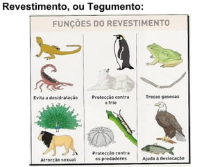 Revestimento, ou Tegumento: 