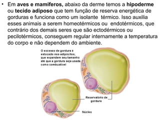 Em  aves e mamíferos,  abaixo da derme temos a  hipoderme  ou  tecido adiposo  que tem função de reserva energética de gorduras e funciona como um isolante  térmico. Isso auxilia esses animais a serem homeotérmicos ou  endotérmicos, que contrário dos demais seres que são ectodérmicos ou pecilotérmicos, conseguem regular internamente a temperatura do corpo e não dependem do ambiente. 