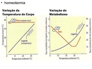 homeotermia 