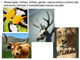 Observação: Unhas, chifres, garras, cascos bicos e cornos são estruturas córneas e consideradas anexos da pele: 