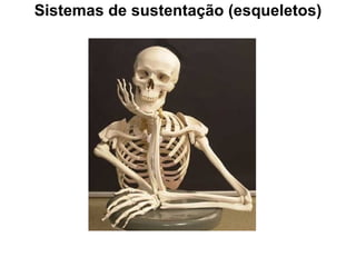 Sistemas de sustentação (esqueletos) 