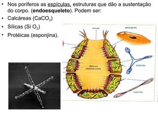 Nos poríferos as  espículas,  estruturas que dão a sustentação do corpo. ( endoesqueleto ). Podem ser: Calcáreas (CaCO 3 ) Sílicas (Si O 2 ) Protéicas (esponjina). 