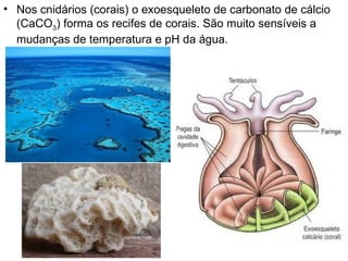 Nos cnidários (corais) o exoesqueleto de carbonato de cálcio (CaCO 3 ) forma os recifes de corais. São muito sensíveis a mudanças de temperatura e pH da água. 