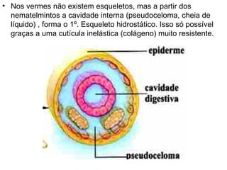 Nos vermes não existem esqueletos, mas a partir dos nematelmintos a cavidade interna (pseudoceloma, cheia de líquido) , forma o 1º. Esqueleto hidrostático. Isso só possível graças a uma cutícula inelástica (colágeno) muito resistente.  