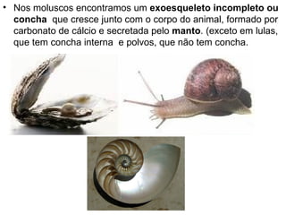 Nos moluscos encontramos um  exoesqueleto incompleto ou concha  que cresce junto com o corpo do animal, formado por carbonato de cálcio e secretada pelo  manto . (exceto em lulas, que tem concha interna  e polvos, que não tem concha. 