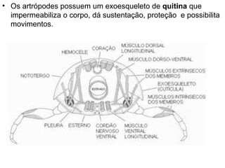 Os artrópodes possuem um exoesqueleto de  quitina  que impermeabiliza o corpo, dá sustentação, proteção  e possibilita movimentos.  