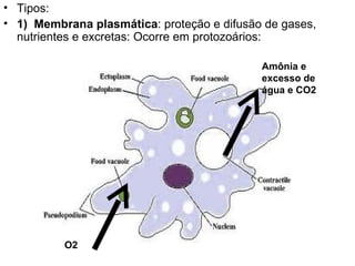 Tipos: 1)  Membrana plasmática : proteção e difusão de gases, nutrientes e excretas: Ocorre em protozoários: O2  Amônia e excesso de água e CO2  