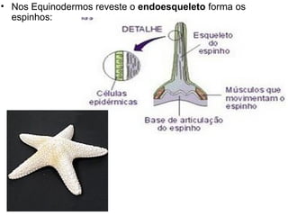 Nos Equinodermos reveste o  endoesqueleto  forma os espinhos: 