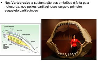 Nos  Vertebrados  a sustentação dos embriões é feita pela notocorda, nos peixes cartilaginosos surge o primeiro esqueleto cartilaginoso 