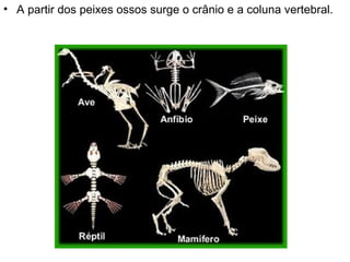 A partir dos peixes ossos surge o crânio e a coluna vertebral.  