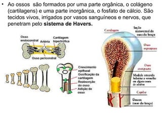 Ao ossos  são formados por uma parte orgânica, o colágeno (cartilagens) e uma parte inorgânica, o fosfato de cálcio. São tecidos vivos, irrigados por vasos sanguíneos e nervos, que penetram pelo  sistema de Havers.  