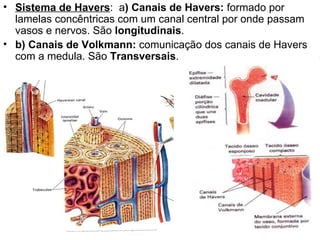Sistema de Havers :  a )   Canais de Havers:  formado por lamelas concêntricas com um canal central por onde passam vasos e nervos. São  longitudinais .  b) Canais de Volkmann:  comunicação dos canais de Havers com a medula. São  Transversais . 