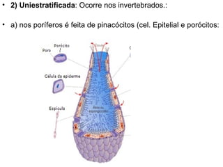 2) Uniestratificada : Ocorre nos invertebrados.: a) nos poríferos é feita de pinacócitos (cel. Epitelial e porócitos: 