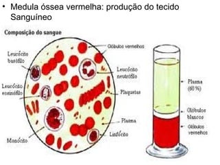 Medula óssea vermelha: produção do tecido Sanguíneo 