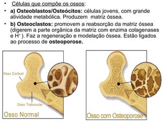 Células que compõe os ossos : a) Osteoblastos/Osteócitos:  células jovens, com grande atividade metabólica. Produzem  matriz óssea. b) Osteoclastos:  promovem a reabsorção da matriz óssea (digerem a parte orgânica da matriz com enzima colagenases e H +  ). Faz a regeneração e modelação óssea. Estão ligados ao processo de  osteoporose. 