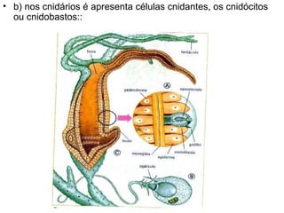 b) nos cnidários é apresenta células cnidantes, os cnidócitos ou cnidobastos:: 