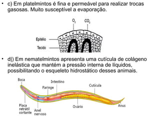 c) Em platelmintos é fina e permeável para realizar trocas gasosas. Muito susceptível a evaporação. d|) Em nematelmintos apresenta uma cutícula de colágeno inelástica que mantém a pressão interna de líquidos, possibilitando o esqueleto hidrostático desses animais. 