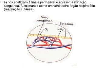 e) nos anelídeos é fina e permeável e apresenta irrigação sanguínea, funcionando como um verdadeiro órgão respiratório (respiração cutânea): 
