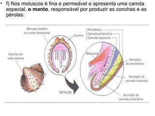 f) Nos moluscos é fina e permeável e apresenta uma camda especial,  o manto , responsável por produzir as conchas e as pérolas: 