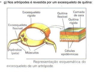 g) Nos artrópodes é revestida por um exoesqueleto de quitina: 