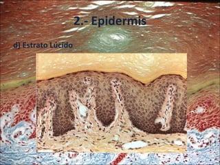 2.- Epidermis d) Estrato Lúcido 