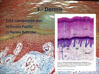 3.- Dermis Está compuesta por: Dermis Papilar Dermis Reticular 
