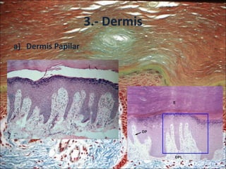 3.- Dermis Dermis Papilar 