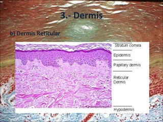 3.- Dermis b) Dermis Reticular 