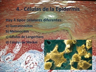 4.- Células de la Epidermis Hay 4 tipos celulares diferentes: a) Queratinocitos b) Melanocitos c) Células de Langerhans d) Células de Merkel 