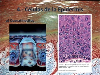 4.- Células de la Epidermis a) Queratinocitos 