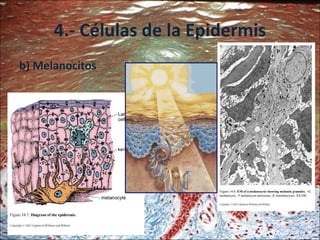 4.- Células de la Epidermis b) Melanocitos 