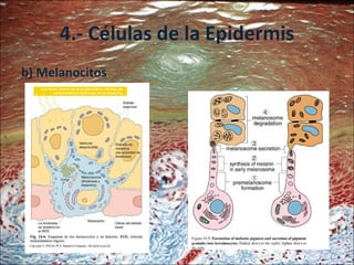 4.- Células de la Epidermis b) Melanocitos 