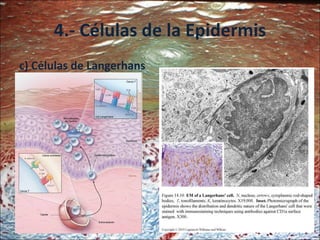 4.- Células de la Epidermis c) Células de Langerhans 