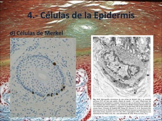 4.- Células de la Epidermis d) Células de Merkel 