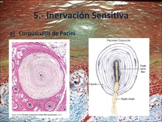 5.- Inervación Sensitiva Corpúsculos de Pacini 