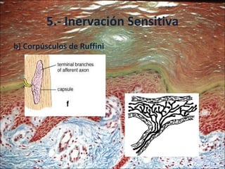 5.- Inervación Sensitiva b) Corpúsculos de Ruffini 