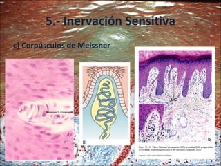 5.- Inervación Sensitiva c) Corpúsculos de Meissner 