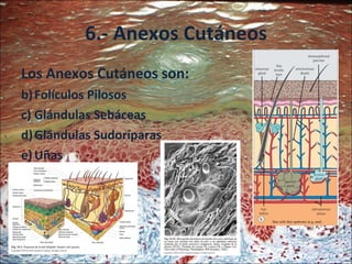 6.- Anexos Cutáneos Los Anexos Cutáneos son: Folículos Pilosos Glándulas Sebáceas Glándulas Sudoríparas Uñas 