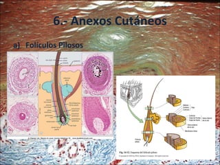 6.- Anexos Cutáneos Folículos Pilosos 