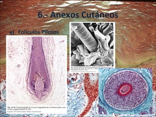 6.- Anexos Cutáneos Folículos Pilosos 