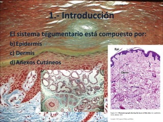 1.- Introducción El sistema tegumentario está compuesto por: Epidermis Dermis Anexos Cutáneos 