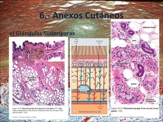 6.- Anexos Cutáneos c) Glándulas Sudoríparas 