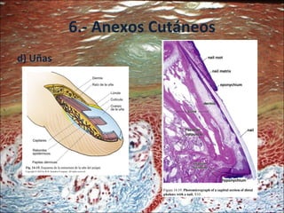 6.- Anexos Cutáneos d) Uñas 